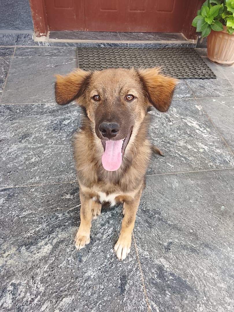 Happy dog owner