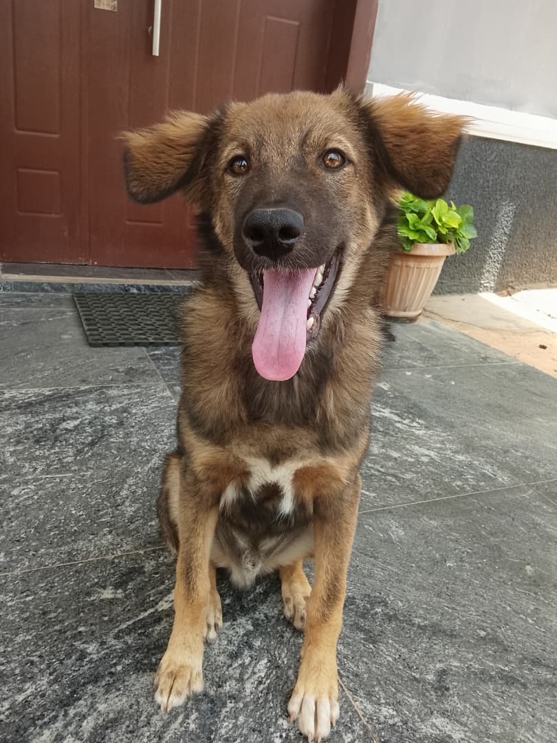 Happy dog owner