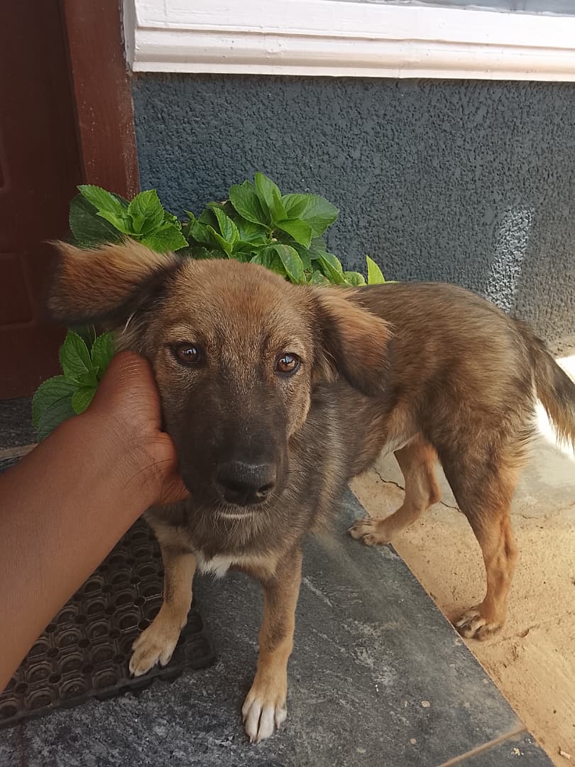 Happy dog owner